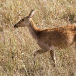 Barasingha (cervus duvaucelii)  Weibchen