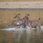 Sambar (Cervus unicolor) oder Pferdehirsch, weiblich
