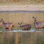 Sambar (Cervus unicolor) oder Pferdehirsch, weiblich