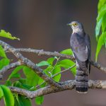 Wechselkuckuck (Hierococcyx varius)