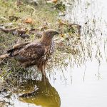 Indienhaubenadler ( Nisaetus cirrhatus)