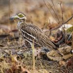 Triel (Burhinus oedicnemus)