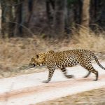 Leopard (Panthera pardus)
