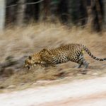 Leopard (Panthera pardus)