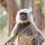 Hanuman-Langure (Semnopithecus priam)