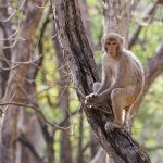 Rhesusaffe (Macaca mulatta)