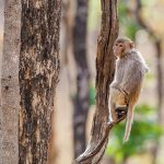 Rhesusaffe (Macaca mulatta)