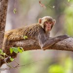 Rhesusaffe (Macaca mulatta)