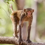 Rhesusaffe (Macaca mulatta)