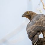 Schopfwespenbussard, (Pernis ptilorhynchus)