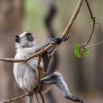 Hanuman-Langure (Semnopithecus priam)