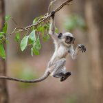 Hanuman-Langure (Semnopithecus priam)