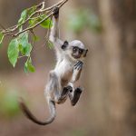 Hanuman-Langure (Semnopithecus priam)