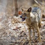 Rothund ( Cuon alpinus) Asiatische Wildhund