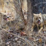 Rothund ( Cuon alpinus), Asiatische Wildhund