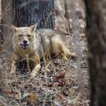 Rothund ( Cuon alpinus) Asiatische Wildhund