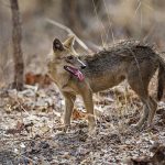Rothund ( Cuon alpinus) Asiatische Wildhund
