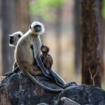 Hanuman-Langure (Semnopithecus priam)