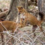 Rothund ( Cuon alpinus) Asiatische Wildhund