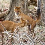 Rothund ( Cuon alpinus) Asiatische Wildhund