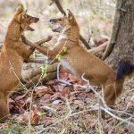 Rothund ( Cuon alpinus) Asiatische Wildhund