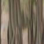 Pench Nationalpark  Komposition im Wald