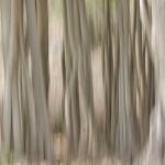 Pench Nationalpark  Komposition im Wald