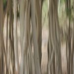 Pench Nationalpark  Komposition im Wald