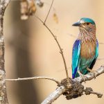 Hinduracke (Coracias benghalensis)
