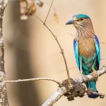 Hinduracke (Coracias benghalensis)