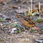 Frankolinwachtel, Dschungelwachtel (Perdicula asiatica)