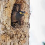 Hirtenmaina (Acridotheres tristis)