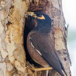 Hirtenmaina (Acridotheres tristis)