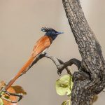 Hainparadiesschnepper,  Asian Paradies-Fliegenschnäpper(terpsiphone paradisi)