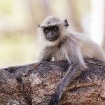 Hanuman-Langure (Semnopithecus priam)