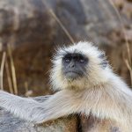 Hanuman-Langure (Semnopithecus priam)