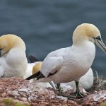 Basstölpel (Morus bassanus)