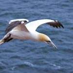 Basstölpel (Morus bassanus)