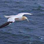 Basstölpel (Morus bassanus)