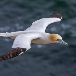 Basstölpel (Morus bassanus)