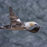 Basstölpel (Morus bassanus)