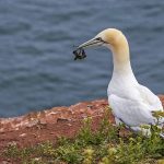 Basstölpel (Morus bassanus)