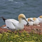 Basstölpel (Morus bassanus)