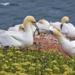 Basstölpel (Morus bassanus)