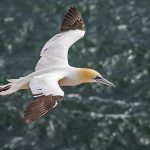 Basstölpel (Morus bassanus)