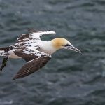 Basstölpel (Morus bassanus)