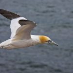 Basstölpel (Morus bassanus)