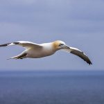 Basstölpel (Morus bassanus)