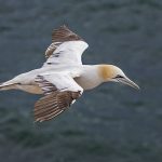 Basstölpel (Morus bassanus)