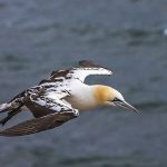 Basstölpel (Morus bassanus)